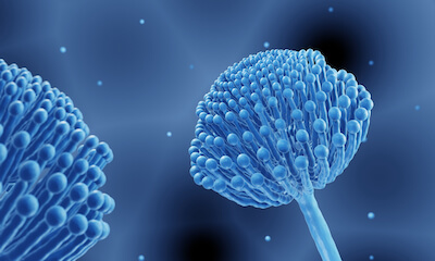 Aspergillus spp.