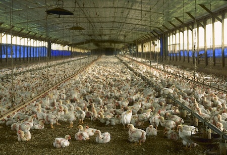 Concentrated chicken feeding operation.