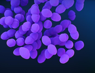Vancomycin-resistant Enterococci