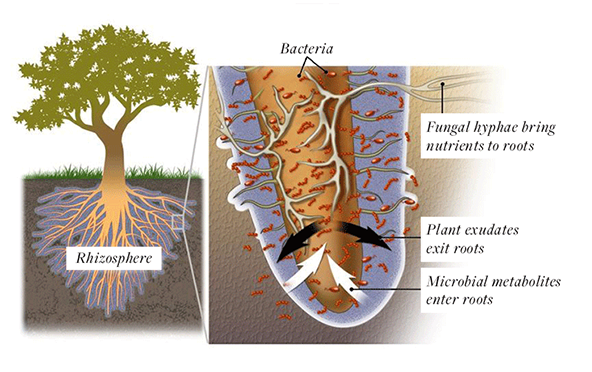 Symbiosis between a plant and its root microbiome.